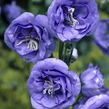 Attēlu rezultāti vaicājumam “Campanula persicifolia flower”