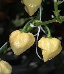 Afbeeldingsresultaat voor white habanero hot pepper
