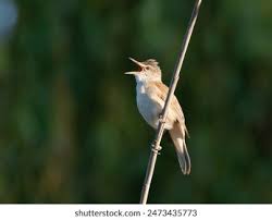 Image result for Acrocephalus arundinaceus