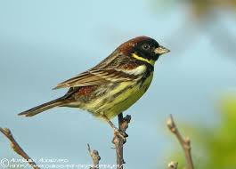 Image result for Emberiza aureola
