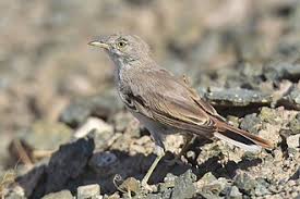 Image result for Sylvia nana