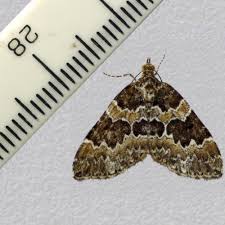 Attēlu rezultāti vaicājumam “Electrophaes corylata”