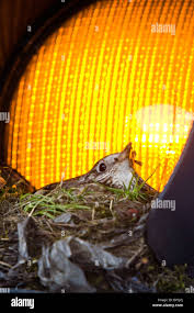 Attēlu rezultāti vaicājumam “Turdus viscivorus nest”