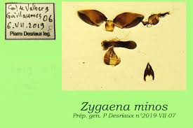 Attēlu rezultāti vaicājumam “Zygaena minos”