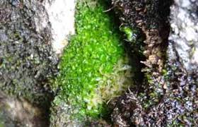 Attēlu rezultāti vaicājumam “Leiocolea heterocolpos”