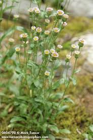 Attēlu rezultāti vaicājumam “Erigeron acris flower”