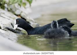 Attēlu rezultāti vaicājumam “Fulica atra adult”