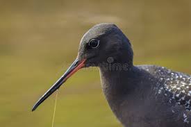 Image result for Tringa erythropus