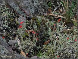 Attēlu rezultāti vaicājumam “Cladonia floerkeana”