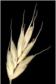 Attēlu rezultāti vaicājumam “Bromus secalinus”