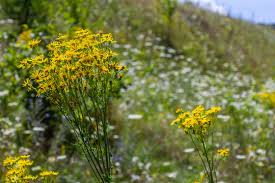 Attēlu rezultāti vaicājumam “Senecio vernalis”