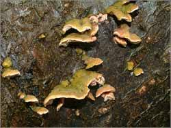 Attēlu rezultāti vaicājumam “Steccherinum bourdotii”