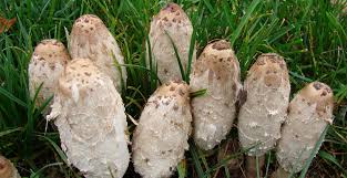 Image result for coprinus