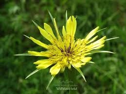 Image result for Tragopogon pratensis