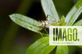 Attēlu rezultāti vaicājumam “Rhabdomiris striatellus imago”