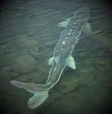 Image result for Acipenser desotoi