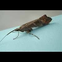 Attēlu rezultāti vaicājumam “Glyphotaelius pellucidus”