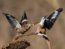 Attēlu rezultāti vaicājumam “Coccothraustes coccothraustes”