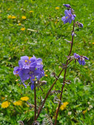 Attēlu rezultāti vaicājumam “Polemonium caeruleum flower”