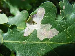 Attēlu rezultāti vaicājumam “Tischeria complanella larva”