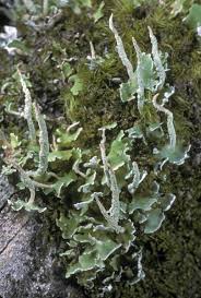 Attēlu rezultāti vaicājumam “Cladonia”