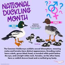 Attēlu rezultāti vaicājumam “Bucephala clangula female”