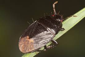 Attēlu rezultāti vaicājumam “Cydnidae”