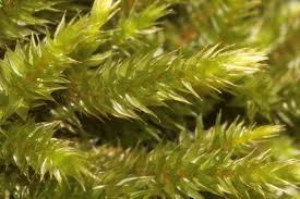 Attēlu rezultāti vaicājumam “Leucodon sciuroides”