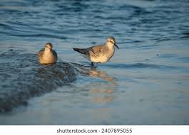 Attēlu rezultāti vaicājumam “Calidris canutus”