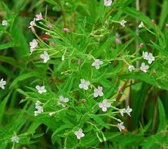 Attēlu rezultāti vaicājumam “Epilobium”