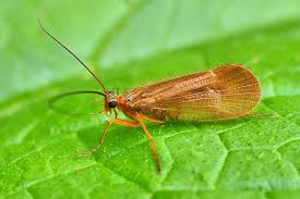 Attēlu rezultāti vaicājumam “Chaetopteryx villosa”