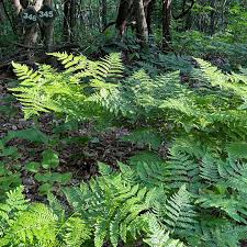 Attēlu rezultāti vaicājumam “Pteridium aquilinum”