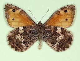 Attēlu rezultāti vaicājumam “Hipparchia semele underside”