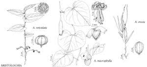 Attēlu rezultāti vaicājumam “Aristolochia durior”
