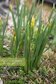 Attēlu rezultāti vaicājumam “Narcissus leaf”