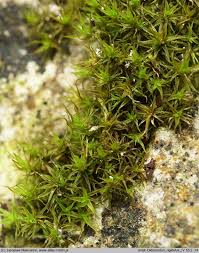 Attēlu rezultāti vaicājumam “Didymodon rigidulus”