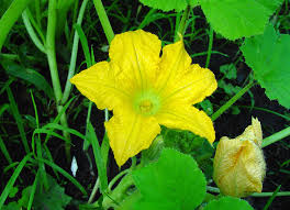 Attēlu rezultāti vaicājumam “Cucurbita pepo leaf”