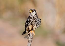 Image result for Falco amurensis