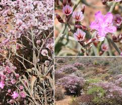 Attēlu rezultāti vaicājumam “Plumbaginaceae”