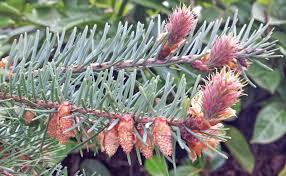 Attēlu rezultāti vaicājumam “Pseudotsuga menziesii flower”
