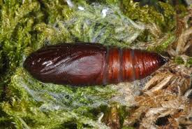 Attēlu rezultāti vaicājumam “Amphipyra perflua”