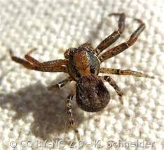 Image result for crab spider