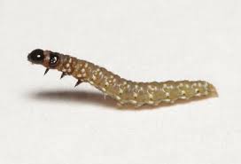 Attēlu rezultāti vaicājumam “Depressariidae”