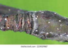 Attēlu rezultāti vaicājumam “Lepidosaphes ulmi imago”