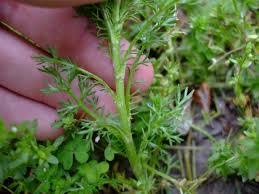 Attēlu rezultāti vaicājumam “Matricaria discoidea”