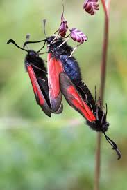 Attēlu rezultāti vaicājumam “Zygaena minos”