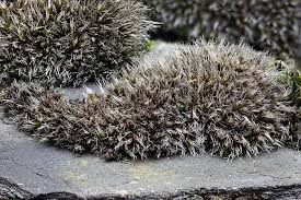 Attēlu rezultāti vaicājumam “Callicladium haldanianum sporophyte”