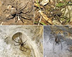 Attēlu rezultāti vaicājumam “Tegenaria sp.”