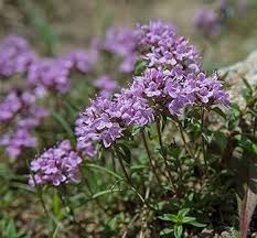 Attēlu rezultāti vaicājumam “Thymus serpyllum flower”