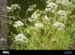 Attēlu rezultāti vaicājumam “Cicuta virosa leaf”